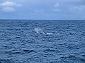 Obraz 471